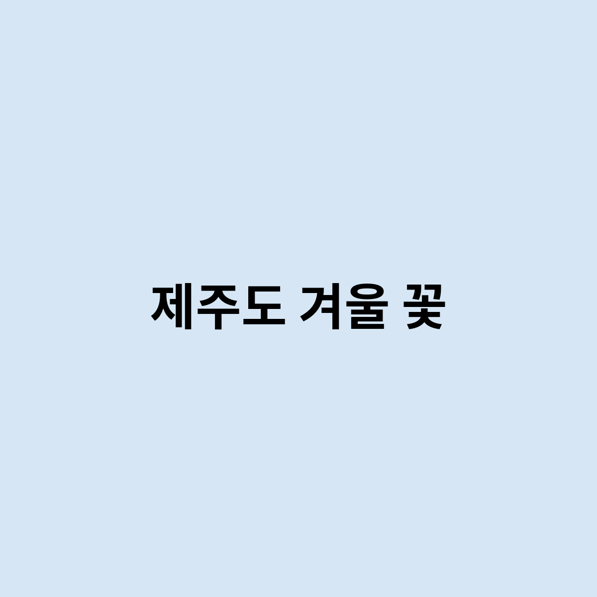 제주도 겨울 꽃