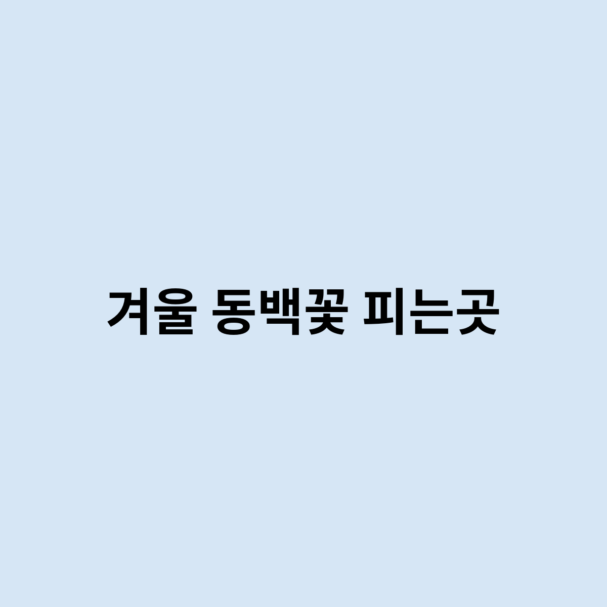 겨울 동백꽃 피는곳